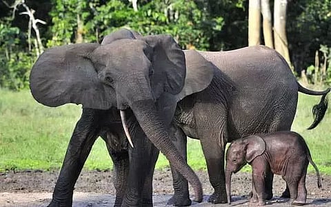 Wild elephant chases off people in Rongjuli in Goalpara district