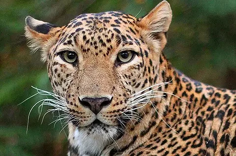 Two farmers injured in leopard attack in Nagaon