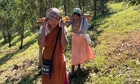 Meghalaya Mandarins Exported to Dubai