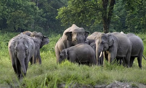 Assam: Woman trampled to death by a herd of wild elephants at Gangadisha area