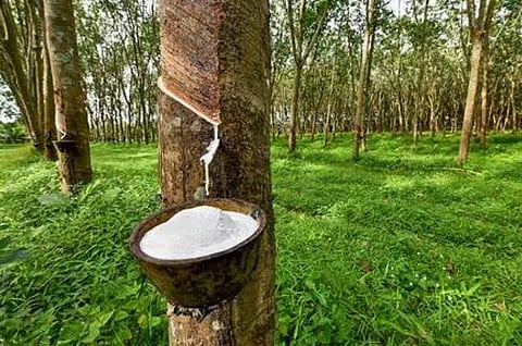 Rubber to be planted on another 2 lakh hectares in Northeast States
