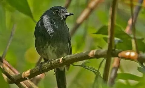 New songbird species discovered in Arunachal Pradesh