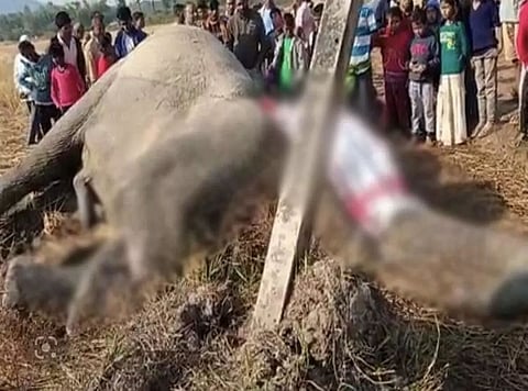 Assam: Elephant Dies From Electrocution In Morigaon