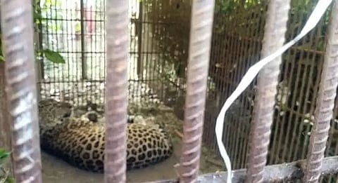 Leopard caged at Bokul Tea Estate in Dibrugarh