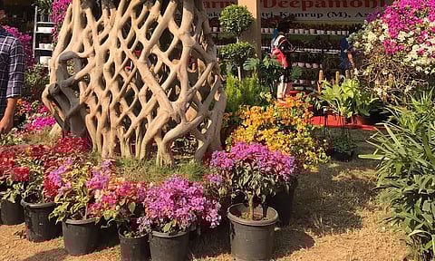 Bonsai worth Rs 7 lakh on display at 7th Assam International Agri-Horti Show