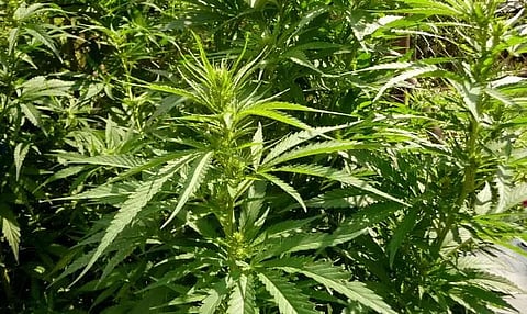 Cannabis plants destroyed near Boko under Kamrup district