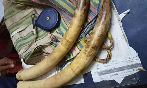 3 Detained In Kamrup District With Two Tusks