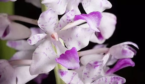 Conference on 'Recent studies on Orchids of Eastern Himalaya' organized in Tinsukia