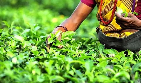 Training programme for tea workers organized in Demow