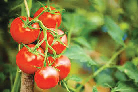 Tracing tomatoes' health benefits to gut microbes