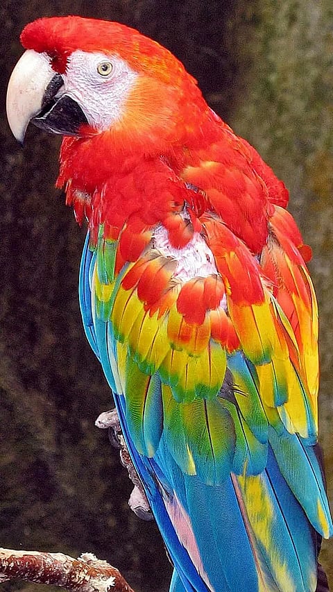 Animals that Live the Longest