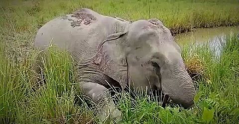 Assam: Wild Jumbo Found Dead In Outskirts Of Guwahati