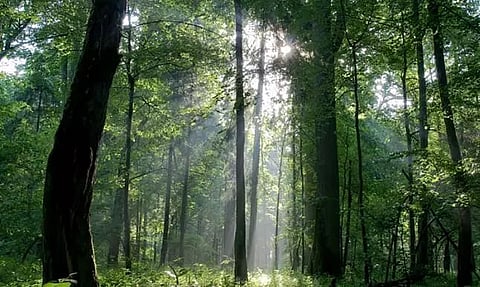 Encroachment bid at Gellacherra in Hailakandi district