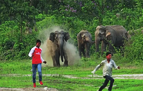 Assam Forest Department initiated steps to curb man-elephant conflict in state