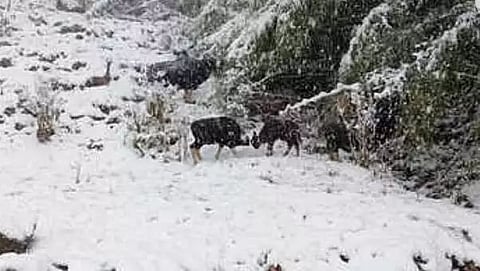 Snowfall in Arunachal Pradesh, vehicles remained stranded at Mayudia Pass