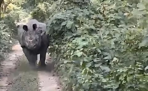Assam: Rhino Dashes Out Of Forest, Chases Tourists