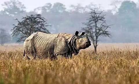 Aaranyak lauds achievement of nil rhino poaching in 2022