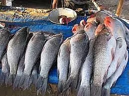 Unhygienic fish market, drugs, pollution plague Bhetapara area in Guwahati