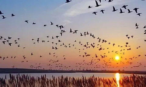 Maguri-Motapung beel in Tinsukia district loses its glory