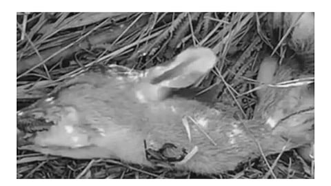 Hunters Kills Female Hog Deer In Manipur's Loktak