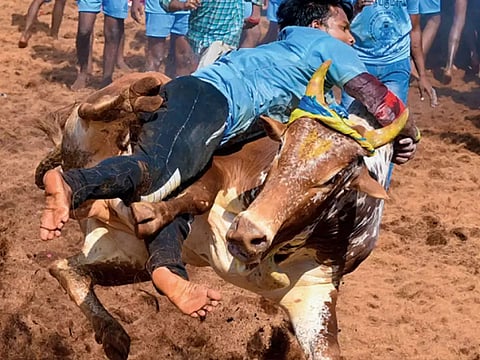 One Killed and Several Injured in Jallikattu in Tamil Nadu
