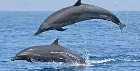 Guwahati's city animal, river dolphin remains neglected