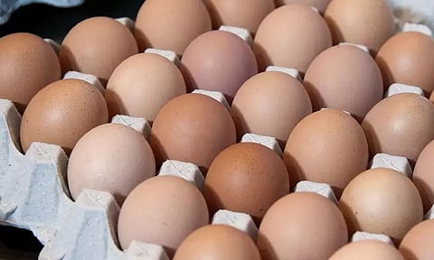 Maharashtra Experiences Daily Shortage Of 1 Billion Eggs