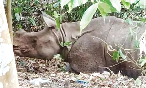 Rhinos spotted in Pabho Reserve forest days after eviction of squatters