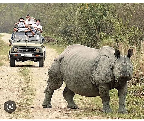 Jeep Safari Restricted In Kaziranga National Park On 4 Feb In Wake Of G20 Meeting