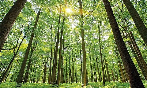 Forest officials rescue wildlife animals in Udalguri