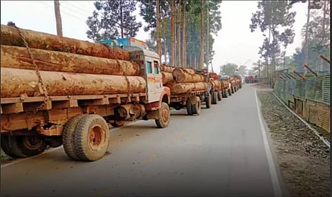 Huge quantity of illegal timber seized in Dibrugarh