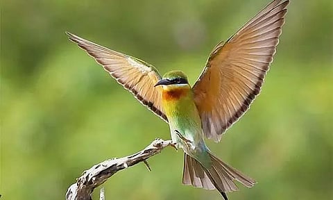 81 bird species in Sri Lanka at risk of extinction