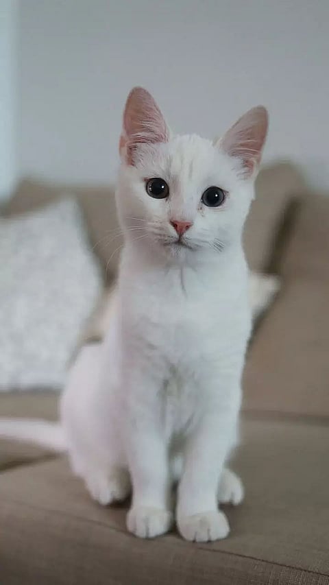 Best Cat Breeds with sweet personalities