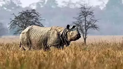 Forest officials injured in rhino attack in Golaghat district