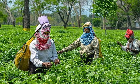 Climate change, global warming impacted tea plantation in Assam