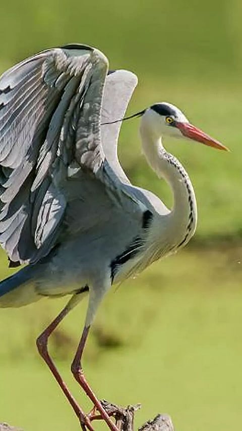 Best Place For Birdwatchers to see Migratory Birds in India