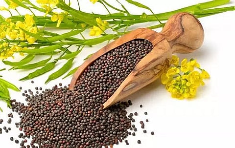 Field day on rapeseed-mustard crop organized in Nagaon district