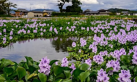 The Global Expansion of Plant Species: Understanding the Spread of Native and Alien Flora