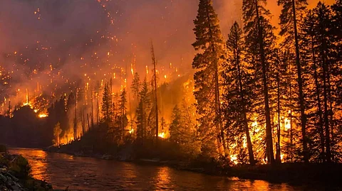 Preventing Forest Fires: A Crucial Responsibility