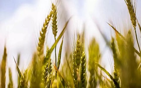 Expediting paddy procurement in Assam
