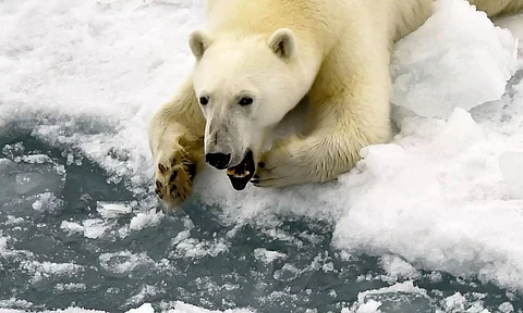 Hundreds of species of wildlife worldwide contaminated with ‘forever chemicals’