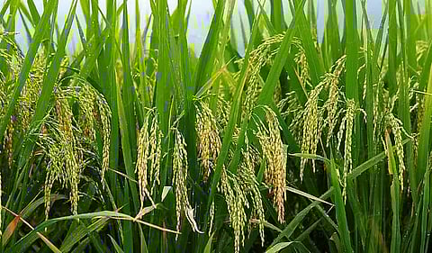No farmer selling paddy will lose scheme benefits: Consumer Affairs department