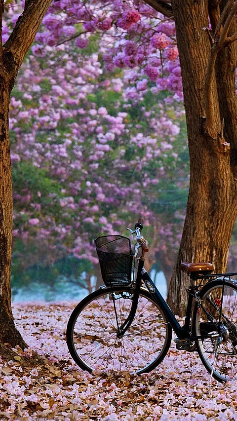 Enchanting Places to Visit in Spring in India