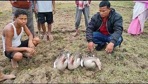 Migratory duck dies in Palengi Jiyamari