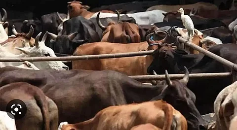 Assam: Police Intercepts Luxury Car Carrying Five Cattle In Dhubri