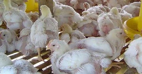Avian influenza: State veterinarians on alert