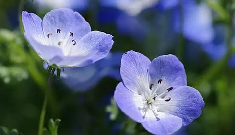 Emerald sea of Nemophila flower attracts visitors in Jamugurihat
