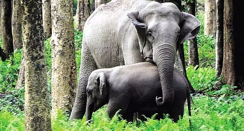Worker attacked by elephant in Assam
