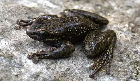Three new species of Cascade frogs discovered in Arunachal Pradesh