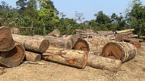 Spotting of Tiger on Cameras Lead to Discovery of Timber Depots in Namdapha